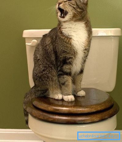Kissa menee wc: hen vain omasta, on ymmärrettävä. Kissa menee wc: hen vain omasta, on ymmärrettävä.