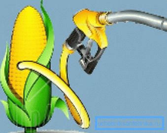 Tänään maissia pidetään biopolttoaineiden lupaavimpana kasvuna.