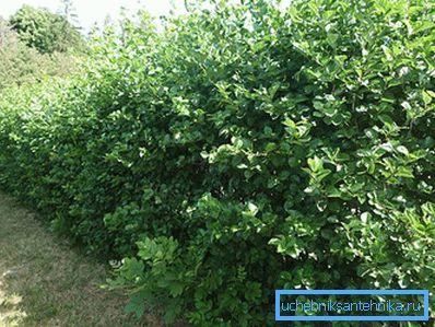 1223 Hawthorn-hedge